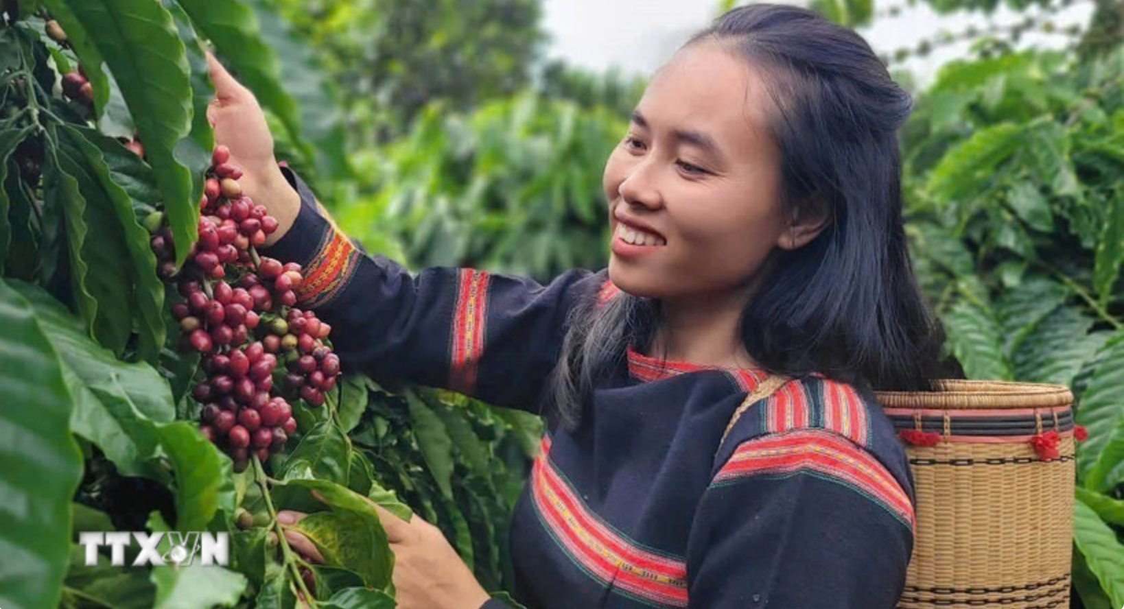 Vietnam’s coffee exports in 2025: Breaking records, targeting $8 billion